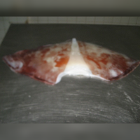 Frozen Giant Squid Wings