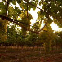 Wineries and Vineyards Tabernero