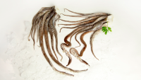 Frozen Giant Squid Tentacles