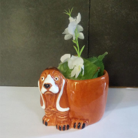Masseter for Succulent Plants