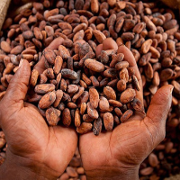 CERTIFIED COCOA