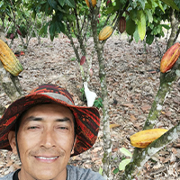 Cocoa cultivation