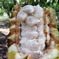 Cocoa seeds