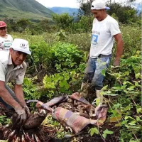 Yacon harvest Healthy Superfoods