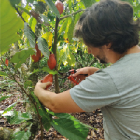 Harvesting the fruit of the cacao tree
