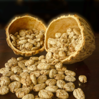 Toasted Macambo Seeds (Thiobroma bicolor)