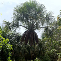 Water oil (Mauritia flexuosa).