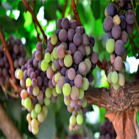 The Tacamas Grape