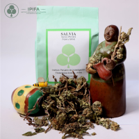 Salvia