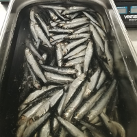 Block x 6 kg whole anchovy