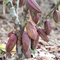 Our Cacao pods
