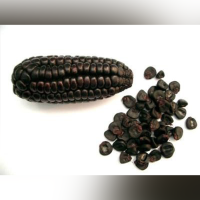 Purple Corn