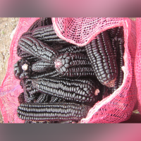 Purple Corn