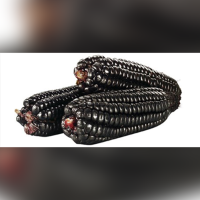 Purple Corn