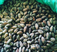 DRIED CACAO BEANS