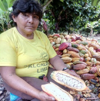 FARMER, SHOWING CACAO POD WITH PULP