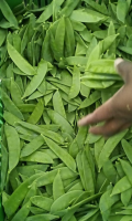SNOWPEAS