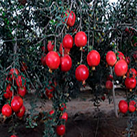 Pomegranate