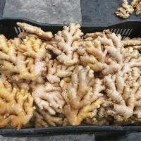 Conventional and Organic Fresh Ginger