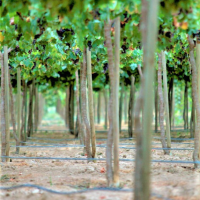 Vineyard Ground View