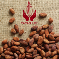 Cacao Beans G1 