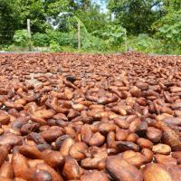 cacao beans drying in the sun