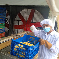 Factory Workers