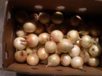 Onion Variety Campo Lindo
