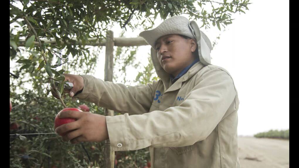 Pomegranate cultivation Video sign