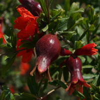 Fruit Formation