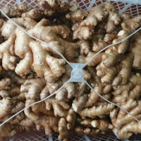 Organic Fresh Ginger
