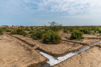 Piura reforestation project
