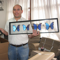 Butterfly frames