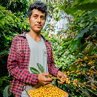 Picking Coffee