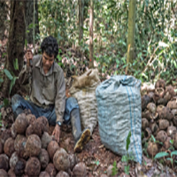 Harvesting Brazil nuts