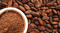 Cacao powder