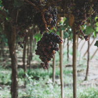 Grapes