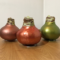 Amaryllis bulbs in wax