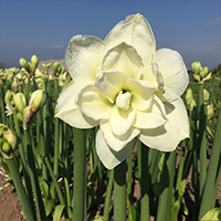 Bulbs blooming in field