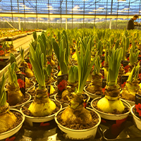 Bulbs in the process of growing
