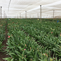 bulb growing field