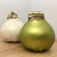 Amaryllis bulb in wax