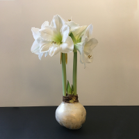 Amaryllis bulb in wax blooming