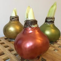 Amaryllis Bulb in Wax Growing