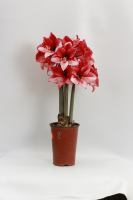 Amaryllis (Hippeastrum) bulbs for pots in a box of 25