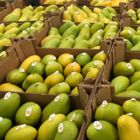 Mango Ataulfo 