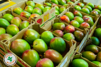 Mangoes