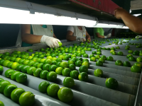 Sutil Lemon or Criollo