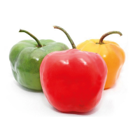 Rocoto