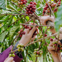 Harvesting coffee